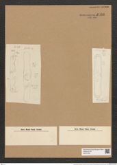 Grammatophora robusta Ehr. (de-Toni-Nr.: Genus 93, Species 3049) Zeichnungen Sammlung Grunow Nr. 6186 (NHMW-BOT-W0374760)